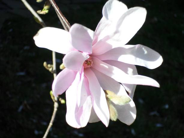Magnolia
