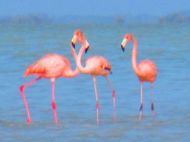 Flamingos