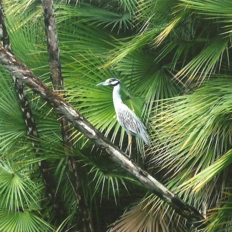 Dschungel in der Nähe von Orange Walk