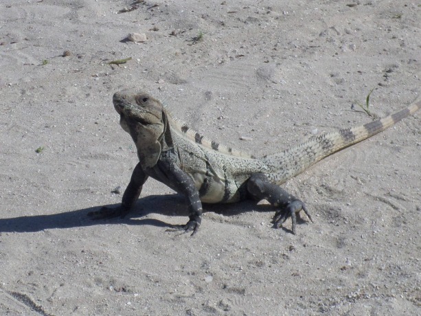 Wish Willy, Caye Caulker